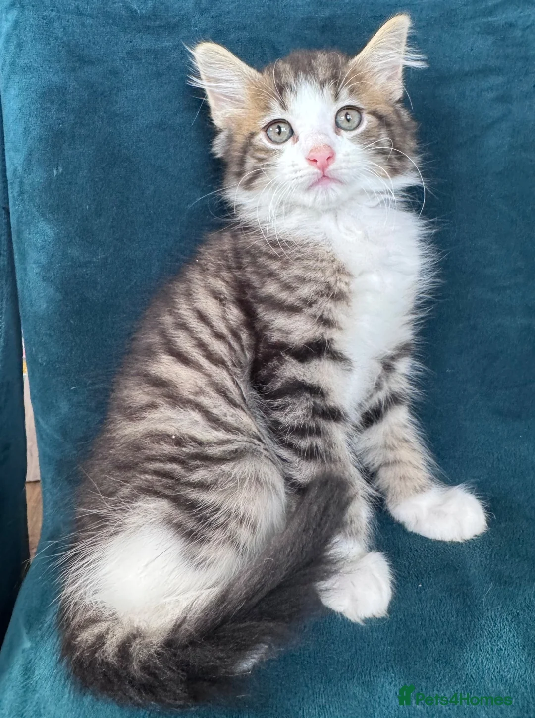 Mixed Breed cats for sale: Beautiful Kittens 😻 - Advert 2