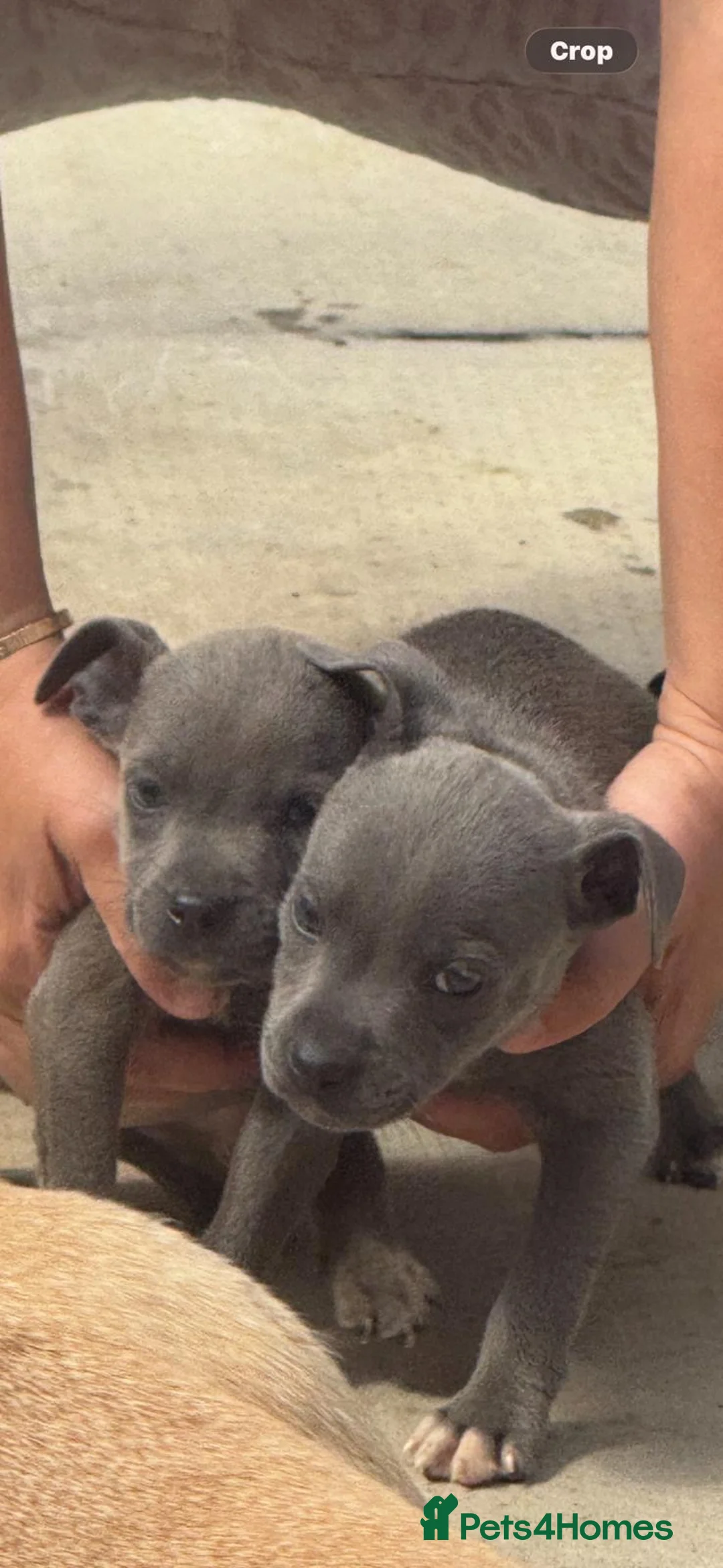 Staffordshire Bull Terrier dogs for sale: Staffordshire bull terriers pups - Advert 2
