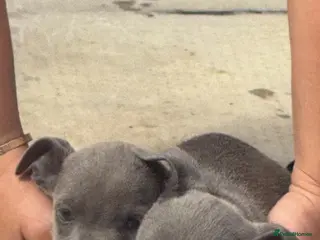 Staffordshire Bull Terrier dogs Staffordshire bull terriers pups - Advert 2