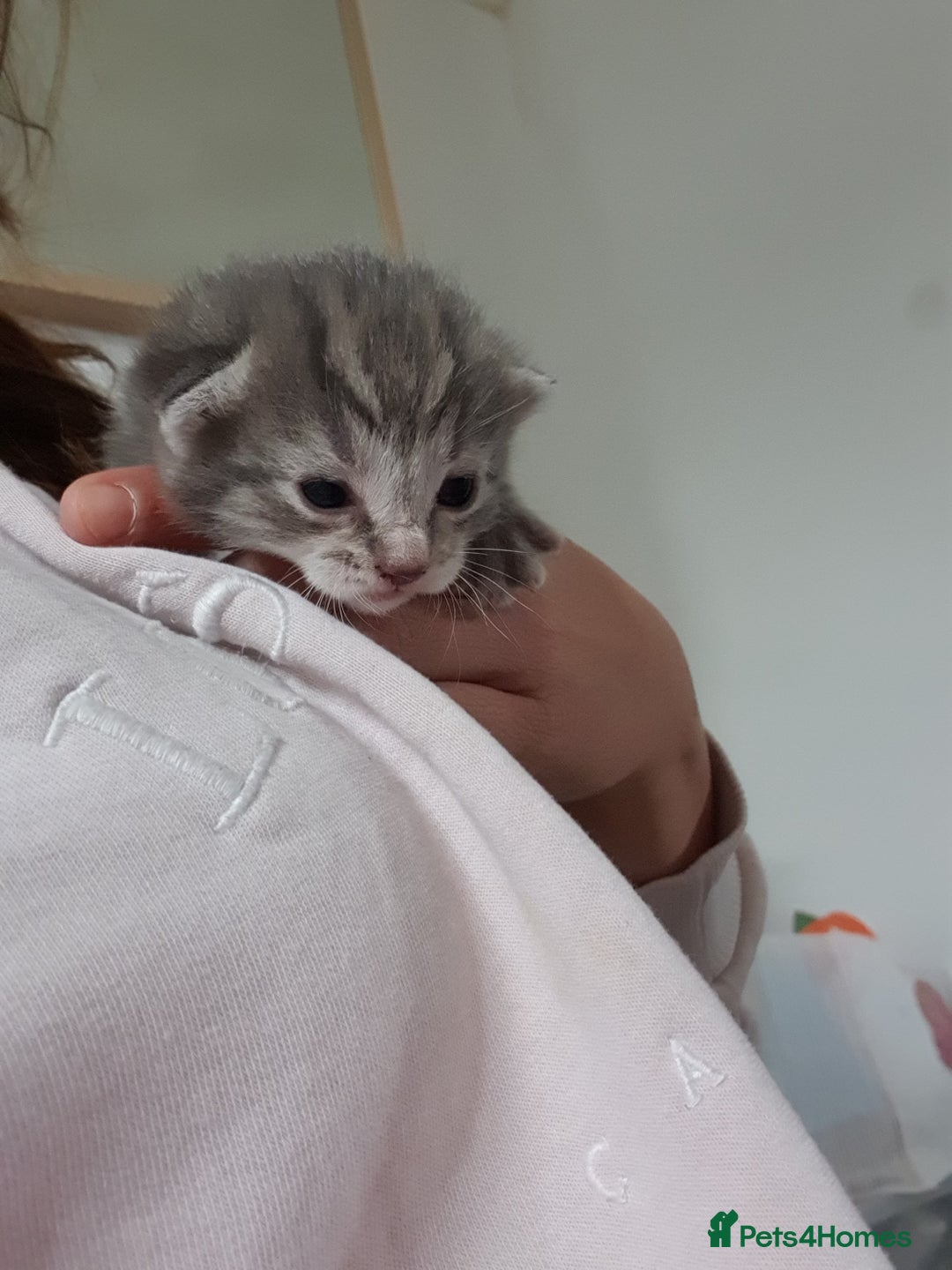 Domestic Shorthair cats for sale: 6 beautiful kitties - Advert 7