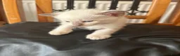 Siamese cats for sale: *female avaliable!* 5 Stunning Siamese Kittens - Advert 15