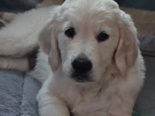 Golden Retriever dogs Adorable KC Golden Retriever puppies - Ready now! - Advert 3