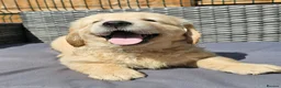 Golden Retriever dogs for sale: 3x KC golden retriever pups, ready 22nd June - Advert 14