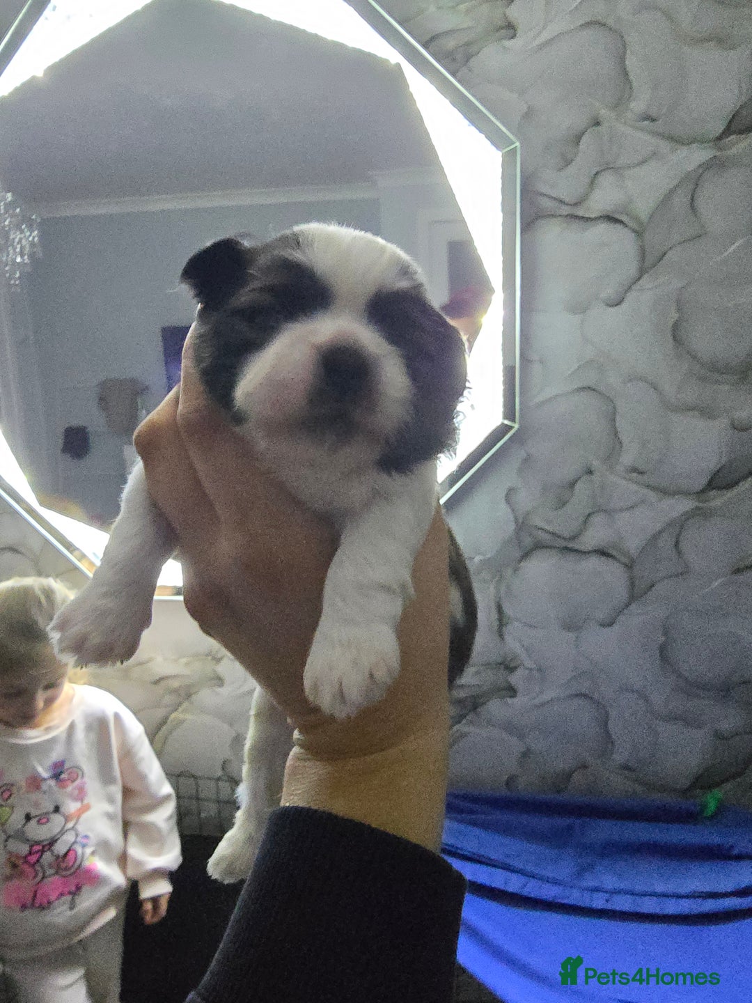Shih Tzu dogs for sale: 3 chunky beautiful boy avaliable  - Advert 9