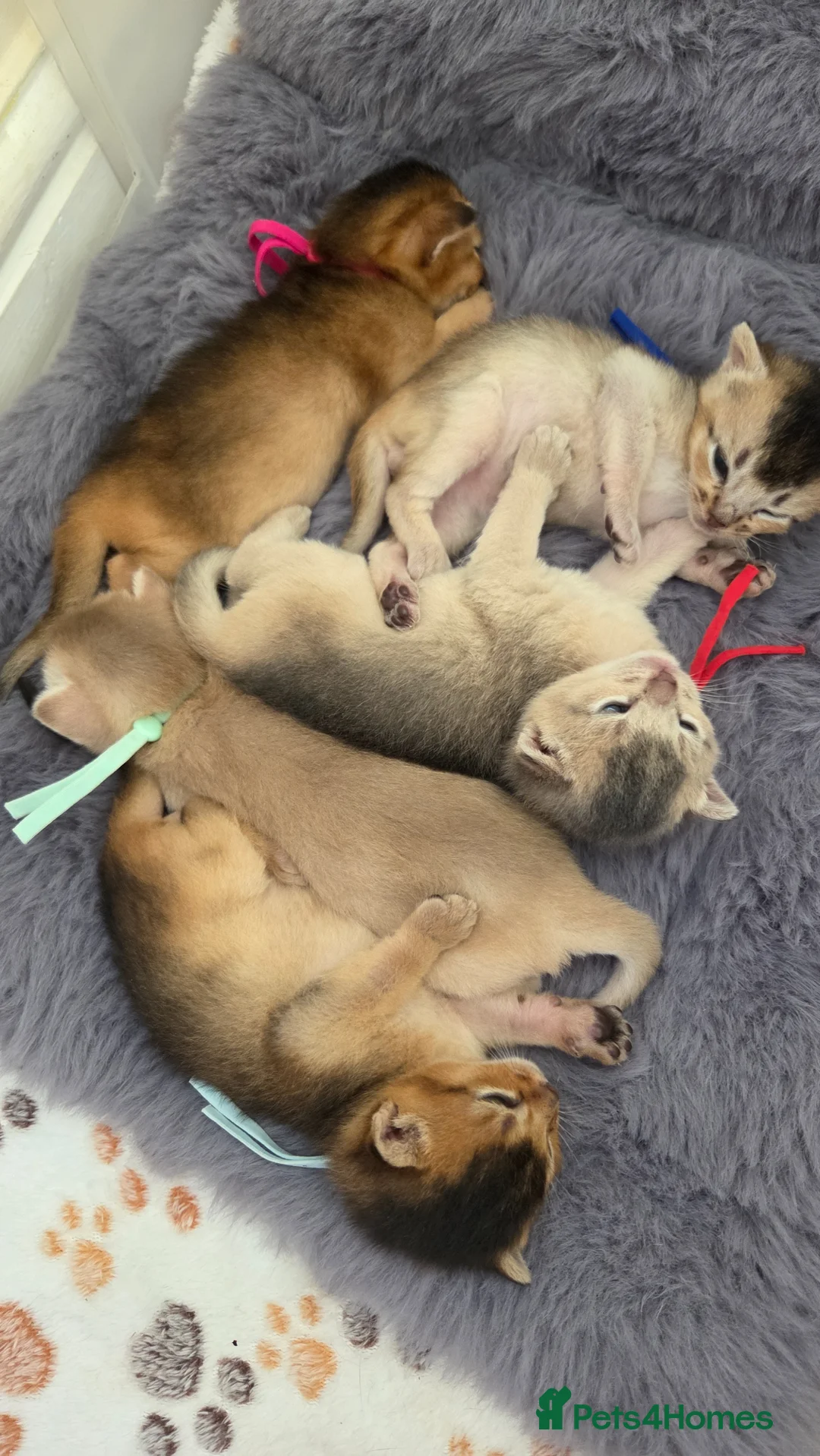 Abyssinian cats for sale: ⚜️Beautiful Abyssinian Kittens🏆 - Advert 1