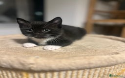 Domestic Shorthair cats for sale: Domestic short hair  - Image 2