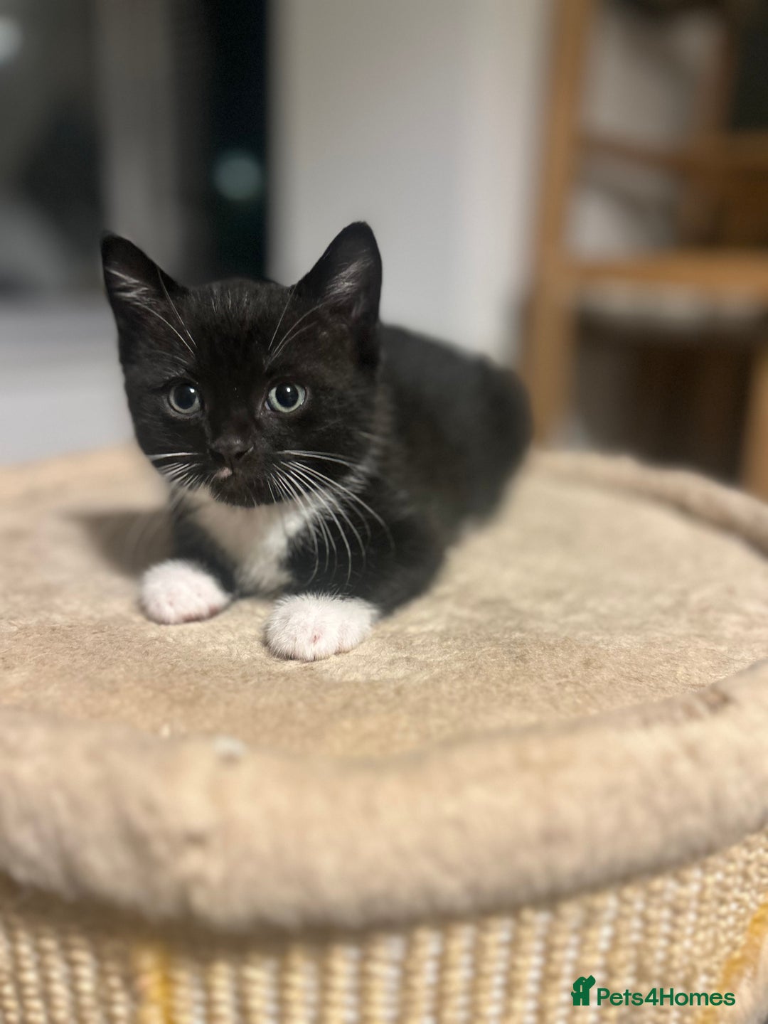 Domestic Shorthair cats for sale: Domestic short hair  - Image 2
