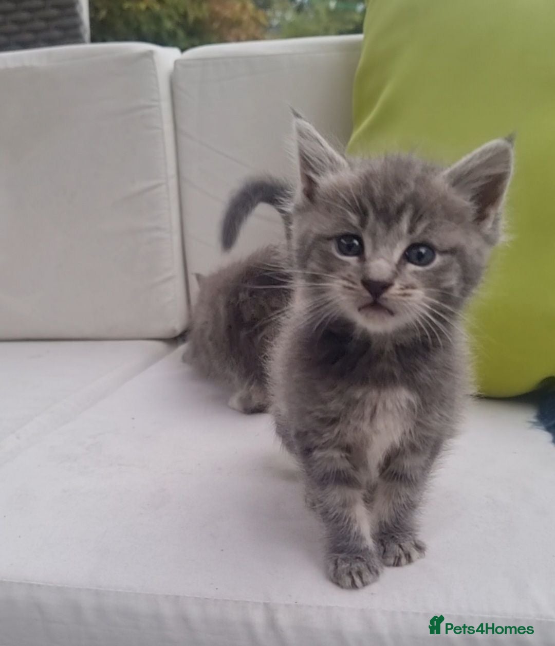 Maine Coon cats Mainecoon kittens READY NOW grey silvers  - Advert 1