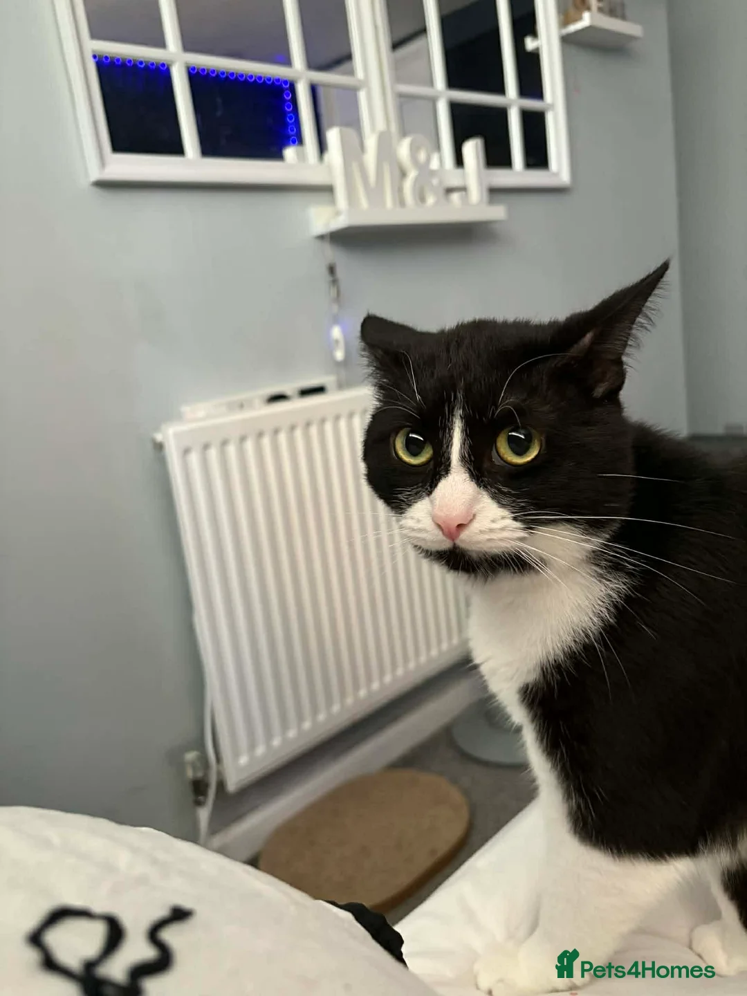 Mixed Breed cats for sale: 2 Male cats - Advert 1