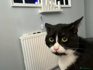 Mixed Breed cats 2 Male cats - Advert 23