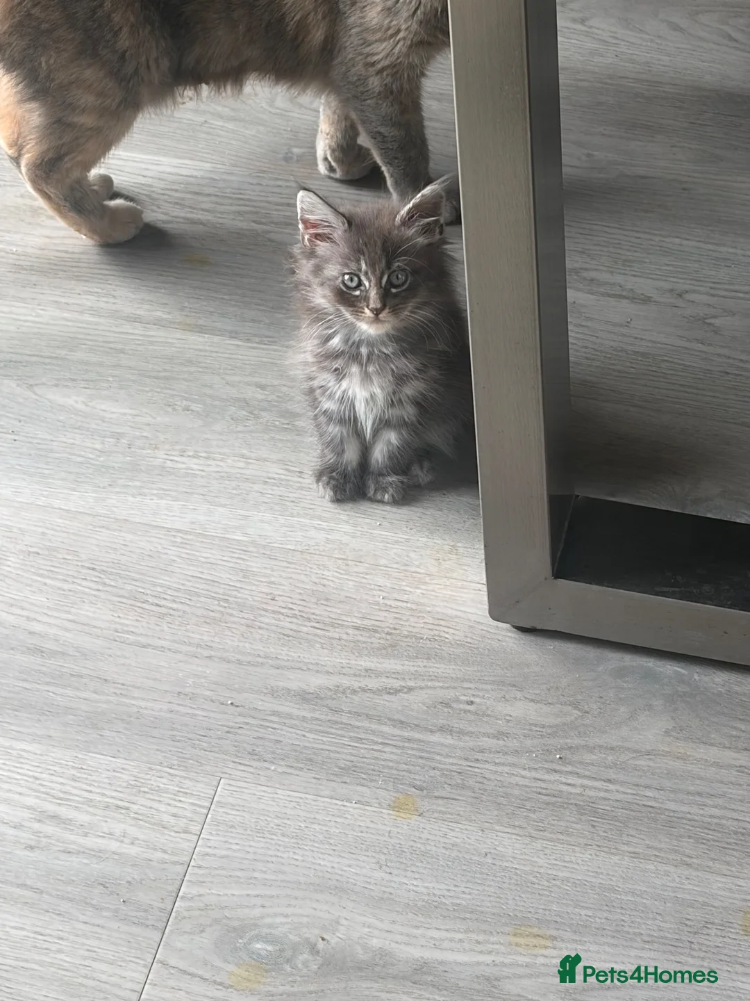 Maine Coon cats for sale: Maine Coon x BSH kittens  - Advert 2