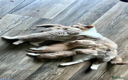 British Shorthair cats for sale: Champion Sired x2 Female BSH Kittens - Image 3