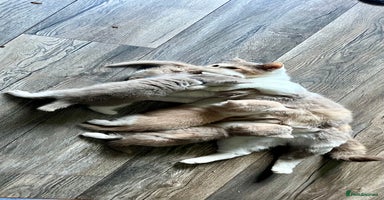 British Shorthair cats - Advert 4