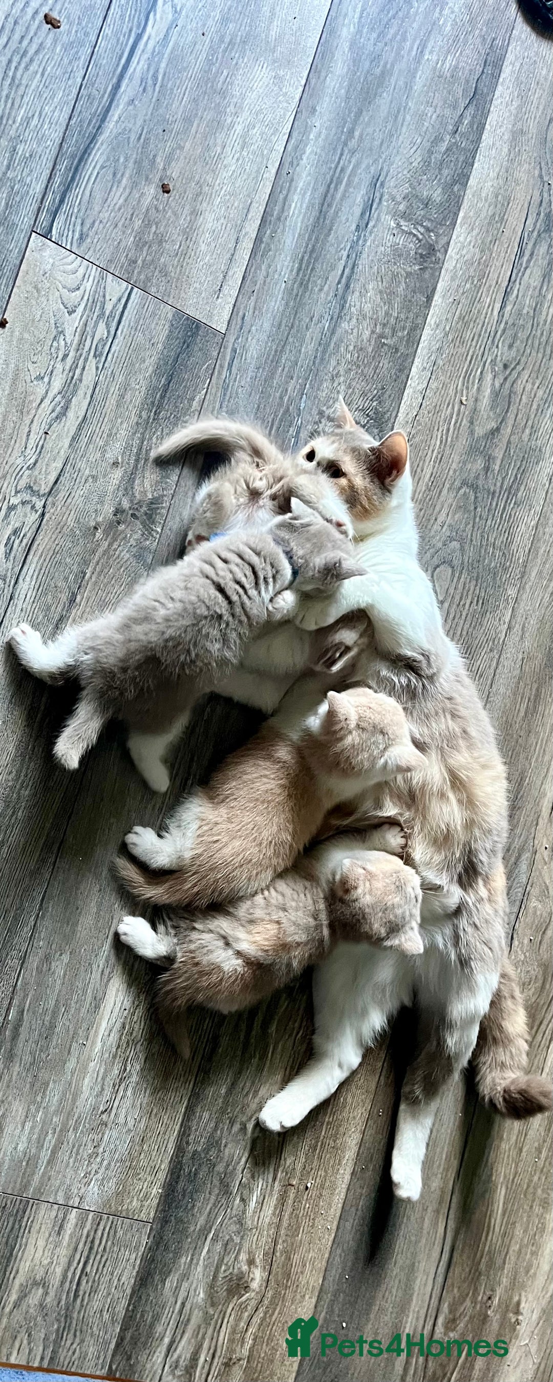 British Shorthair cats for sale: Champion Sired x2 Female BSH Kittens - Image 3