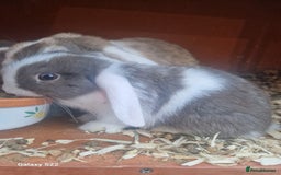 Mini Lop rabbits for sale: Mini Lop Boy  - Image 2