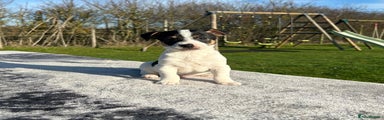 Jack Russell Puppy 2
