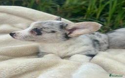 Welsh Corgi Cardigan dogs for sale: ⭐️Beautiful Cardiganshire Corgi Pups⭐️*1 LEFT* - Image 21