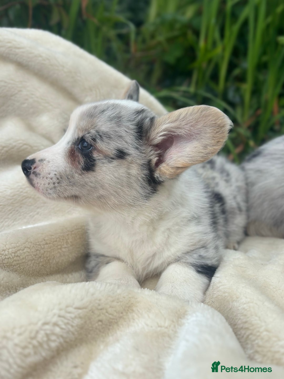 Welsh Corgi Cardigan dogs for sale: ⭐️Beautiful Cardiganshire Corgi Pups⭐️*1 LEFT* - Image 21