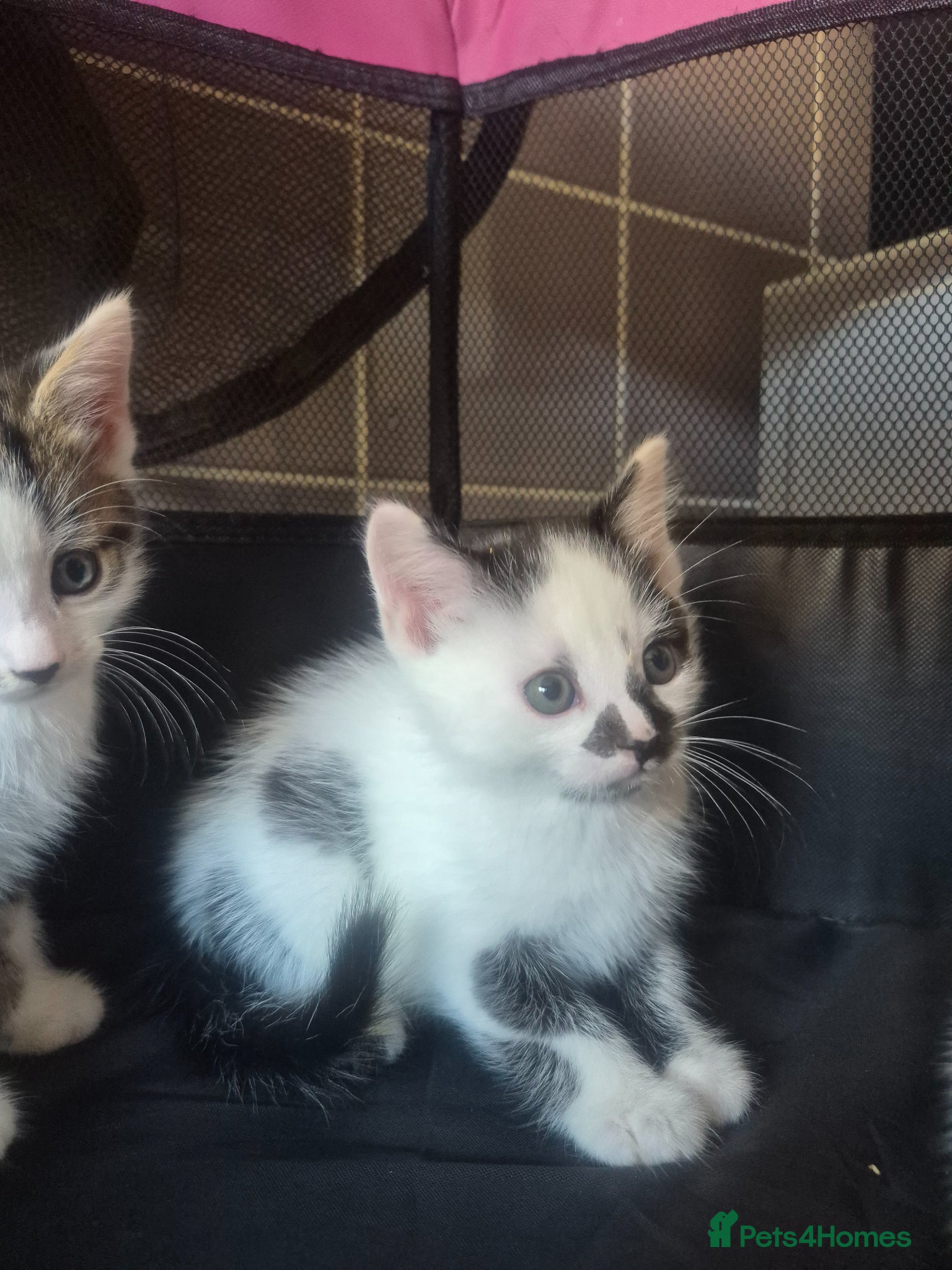 Mixed Breed cats 4 kittens looking for lovely homes  - Advert 3