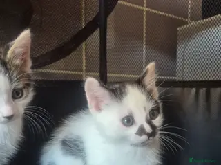 Mixed Breed cats 4 kittens looking for lovely homes - Advert 3