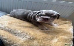 English Bulldog dogs for sale: English Bulldogs  - Image 3