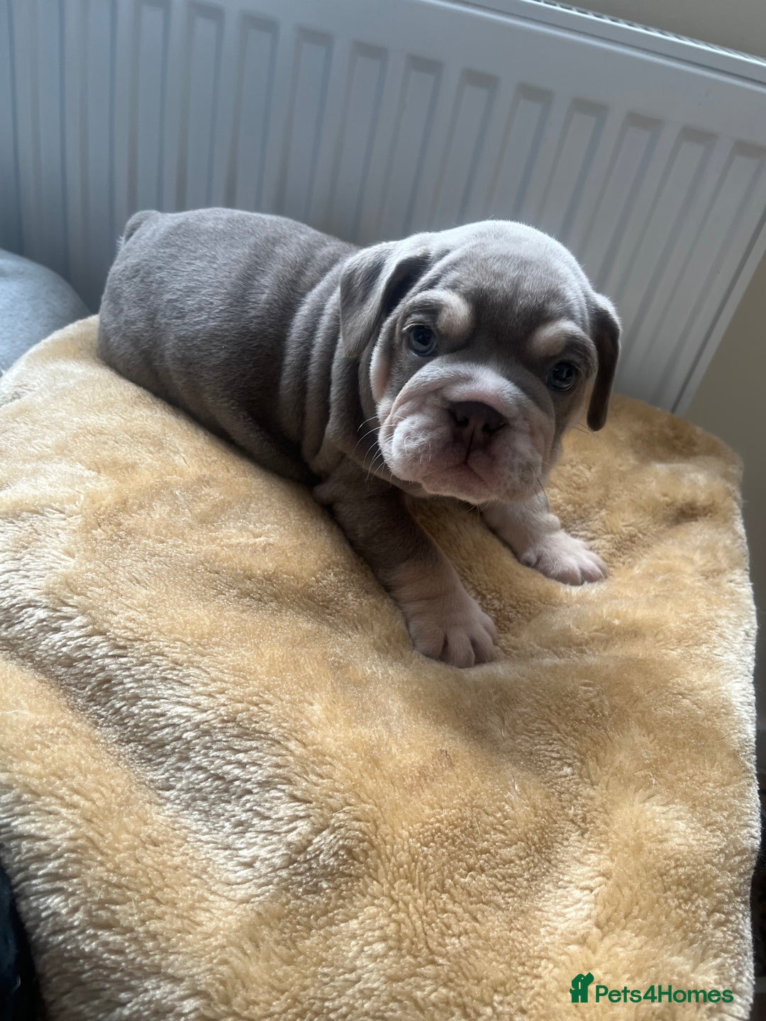 English Bulldog dogs for sale: English Bulldogs  - Image 3
