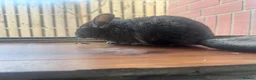 Chinchilla rodents for sale: Baby chinchillas  - Advert 5