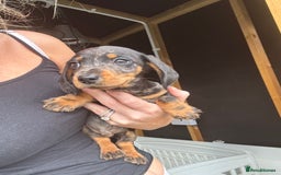 Miniature Dachshund dogs for sale: Beautiful miniature dachshund puppies - Image 32
