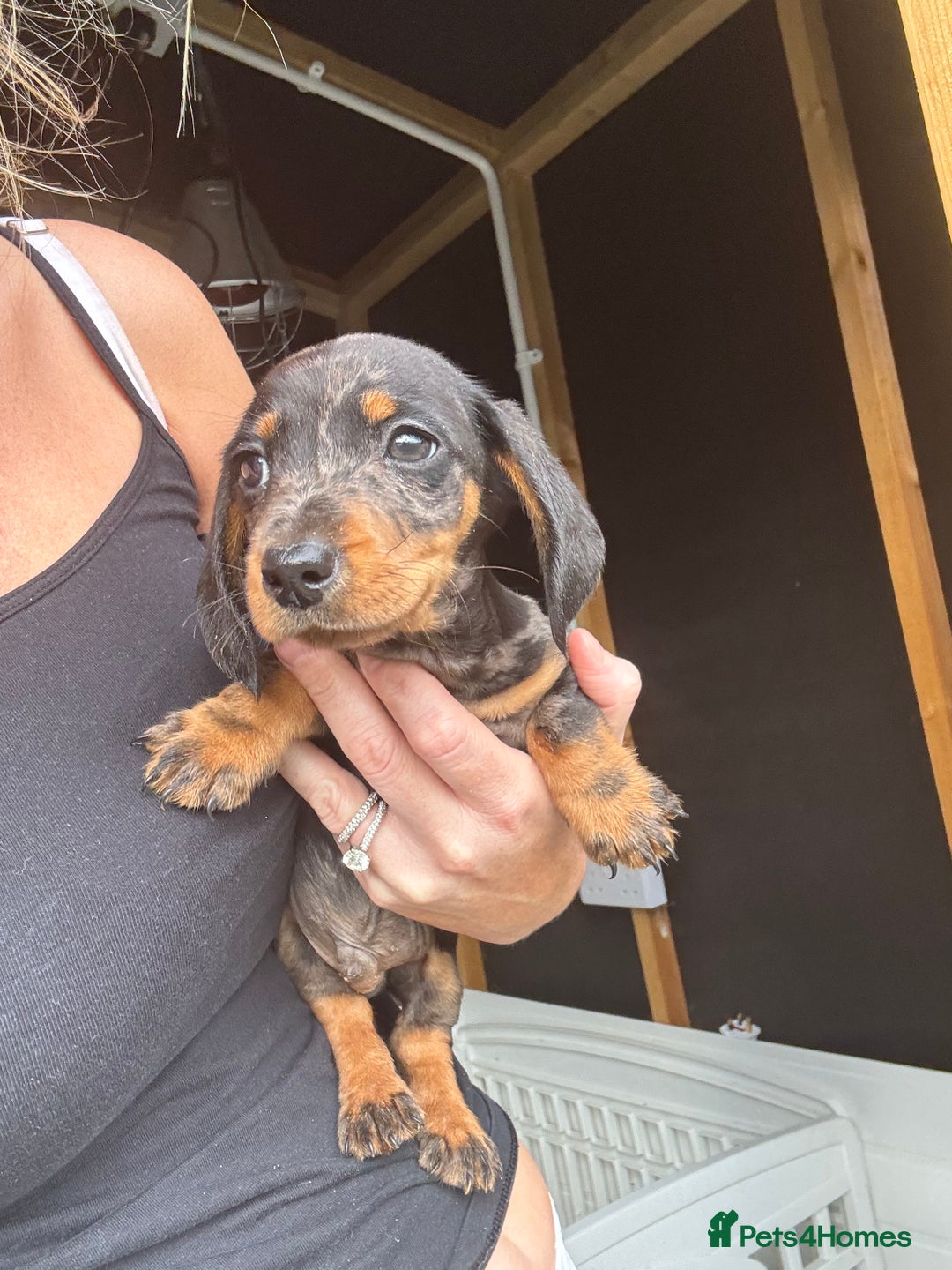 Miniature Dachshund dogs for sale: Beautiful miniature dachshund puppies - Image 32
