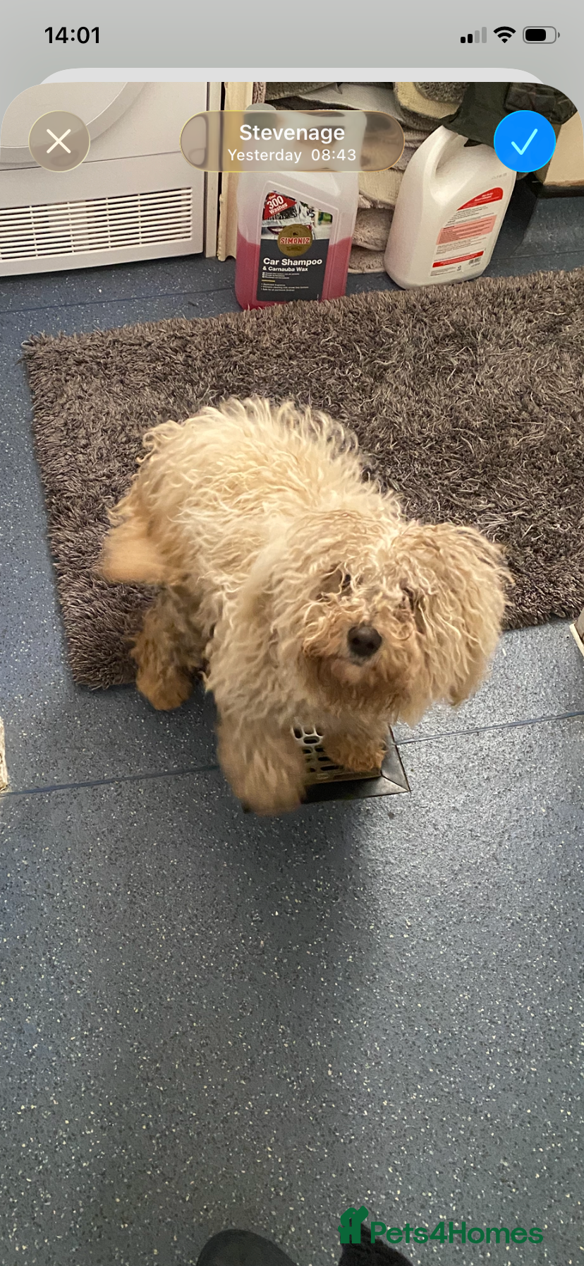 Cockapoo dogs Cockapoo  - Advert 1