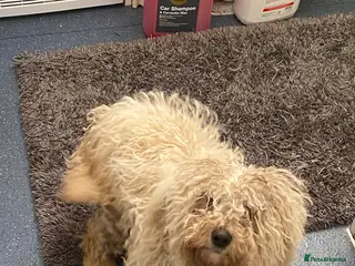 Cockapoo dogs Cockapoo - Advert 1