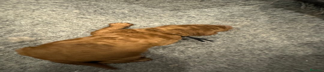 Goldendoodle Puppy 1