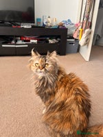 Persian cats - Advert 5