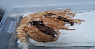 Mixed Breed cats - Advert 11