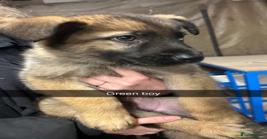 German Shepherd dogs - Advert 1