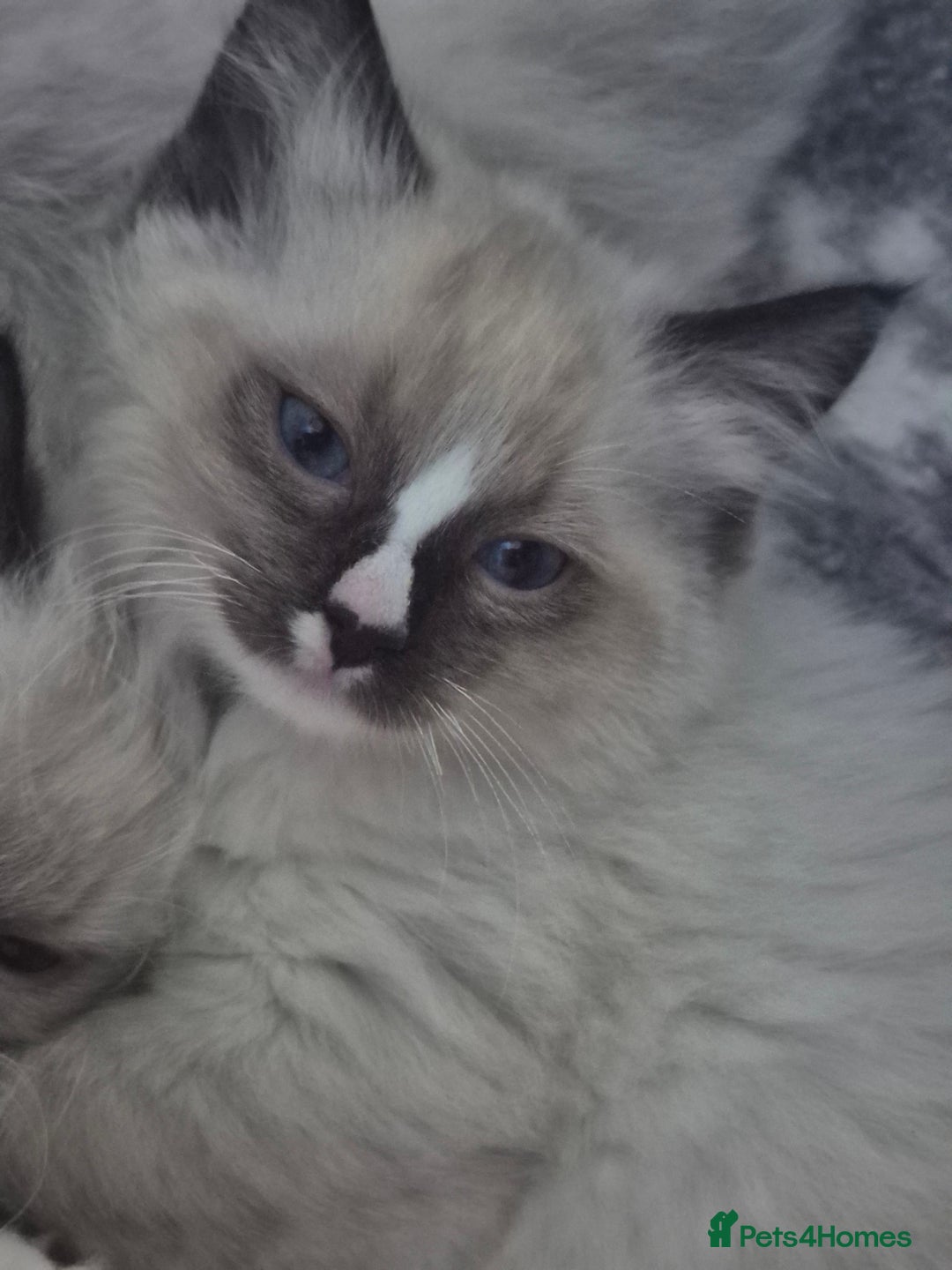 Ragdoll cats for sale: GCCF Reg. Ragdoll kittens Champion lines - Advert 11