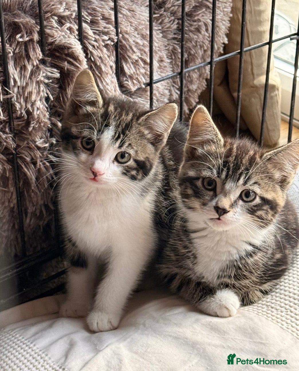 Mixed Breed cats Stunning kittens ready now two brothers  - Advert 1