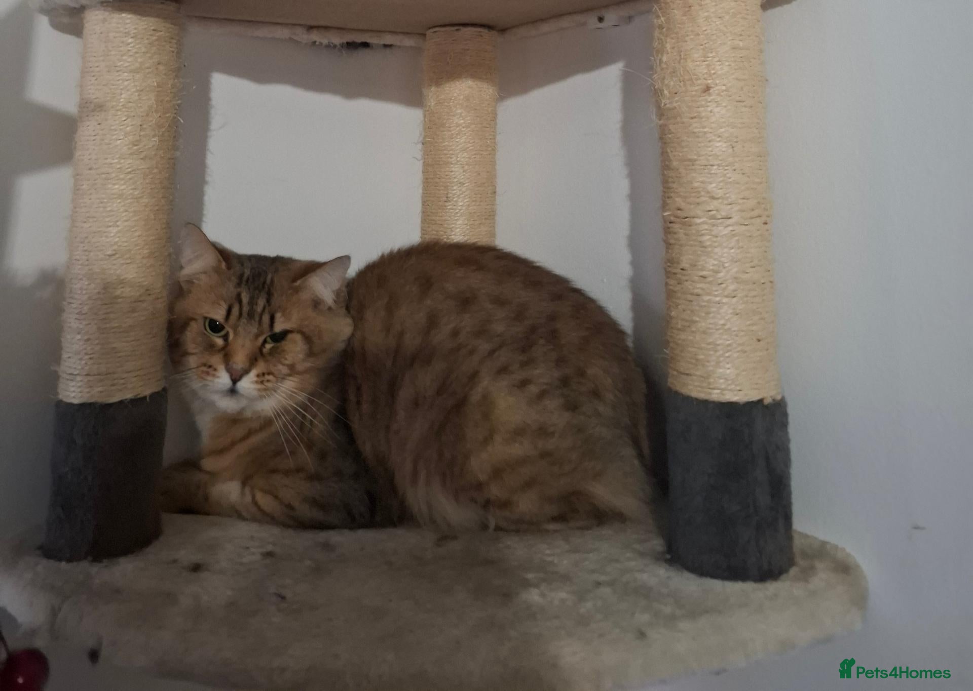 Mixed Breed cats 5 year old male for rehome - Advert 4