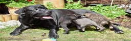 Mixed Breed dogs for sale: Stunning Cane Corso mix with Bullmastiff in Bristol - Advert 15