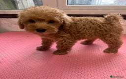 Mixed Breed dogs for sale: Miniature schnoodle girl ready to leave  - Image 12