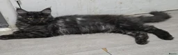 Maine Coon cats for sale: 🩷 Maine coon smokey black girls 🩷 - Advert 13