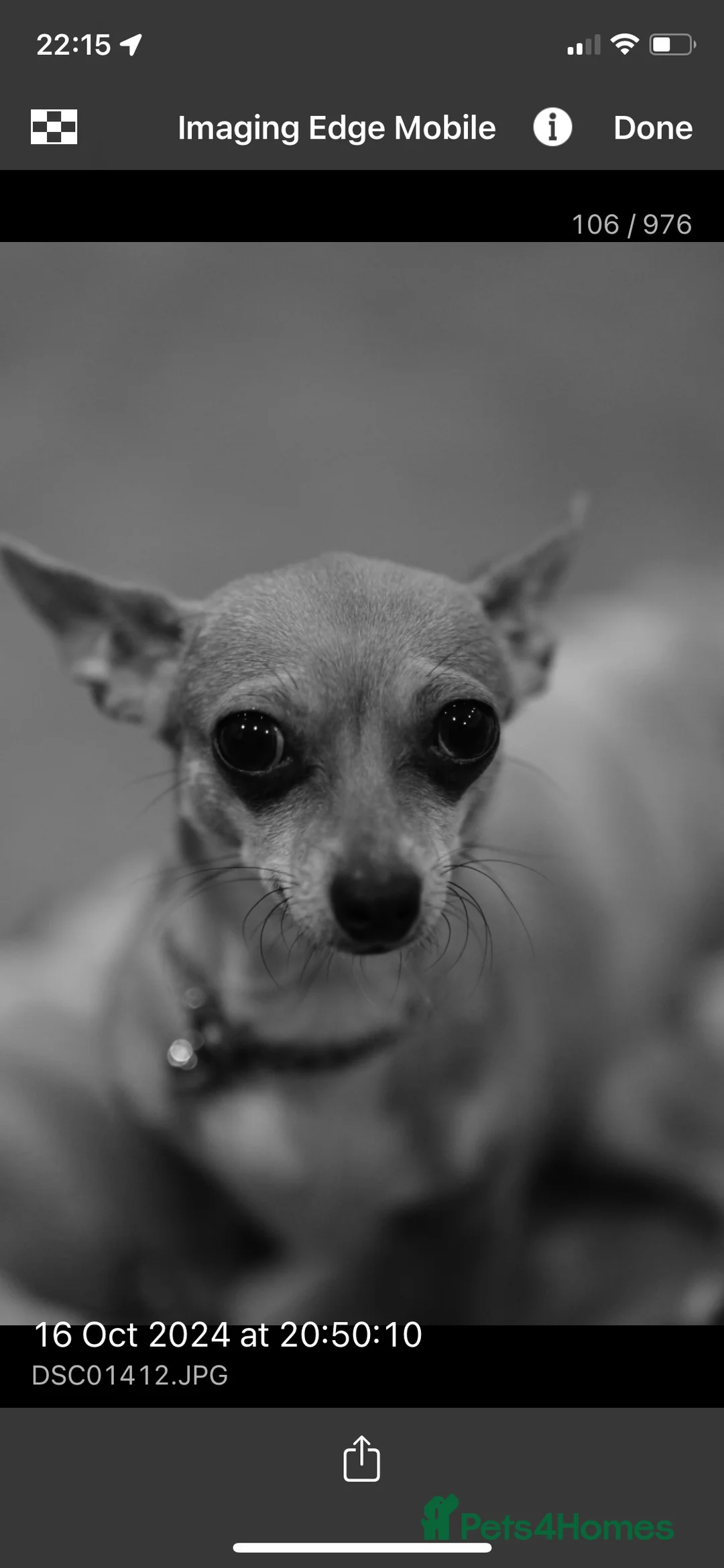 Chihuahua dogs for sale: Mum and daughter chihuahuas  - Advert 19