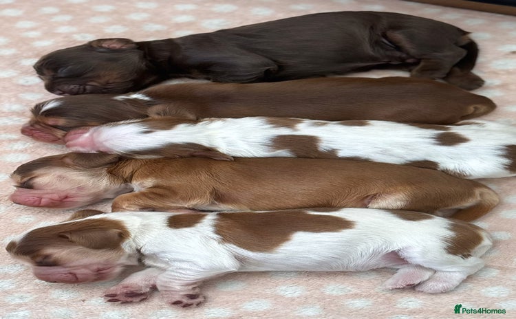 Cocker Spaniel dogs for sale - Advert 1