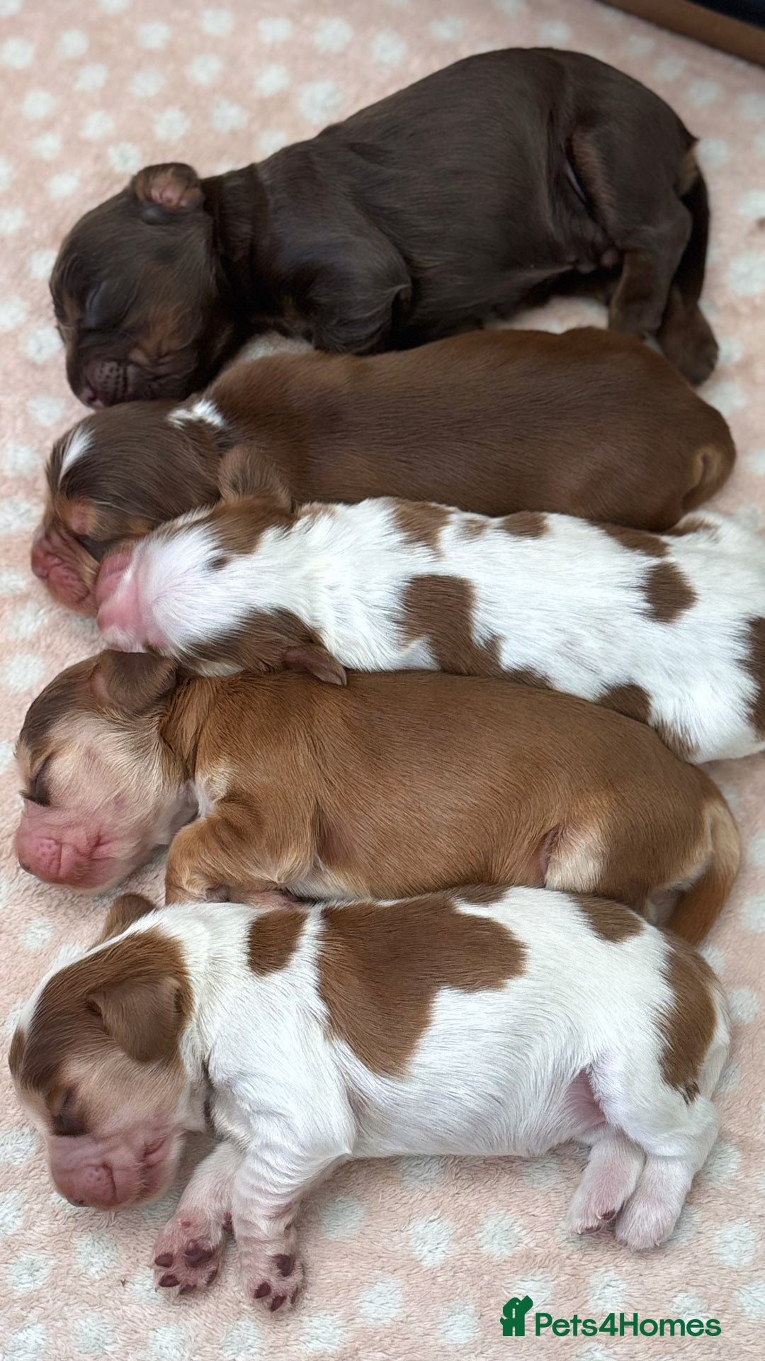 Cocker Spaniel dogs for sale: 🐶 Health-Tested Show-Type Cocke Spaniels 🐶 - Image 1