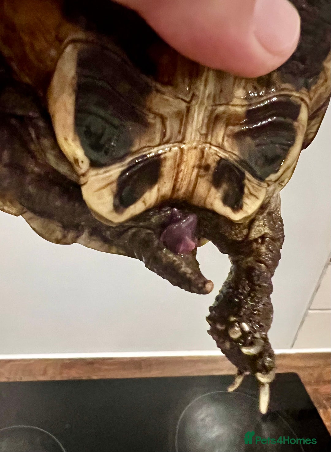 Hermann Tortoise reptiles for sale: Male Hermann’ Tortoise - Advert 4