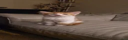 Mixed Breed cats for sale: Kittens for Sale – Ready for Their Forever Homes  - Advert 11