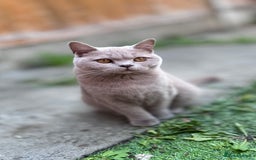 British Shorthair cats for sale: Beautiful GCCF Registered BSH Kittens - Ready Now - Image 14