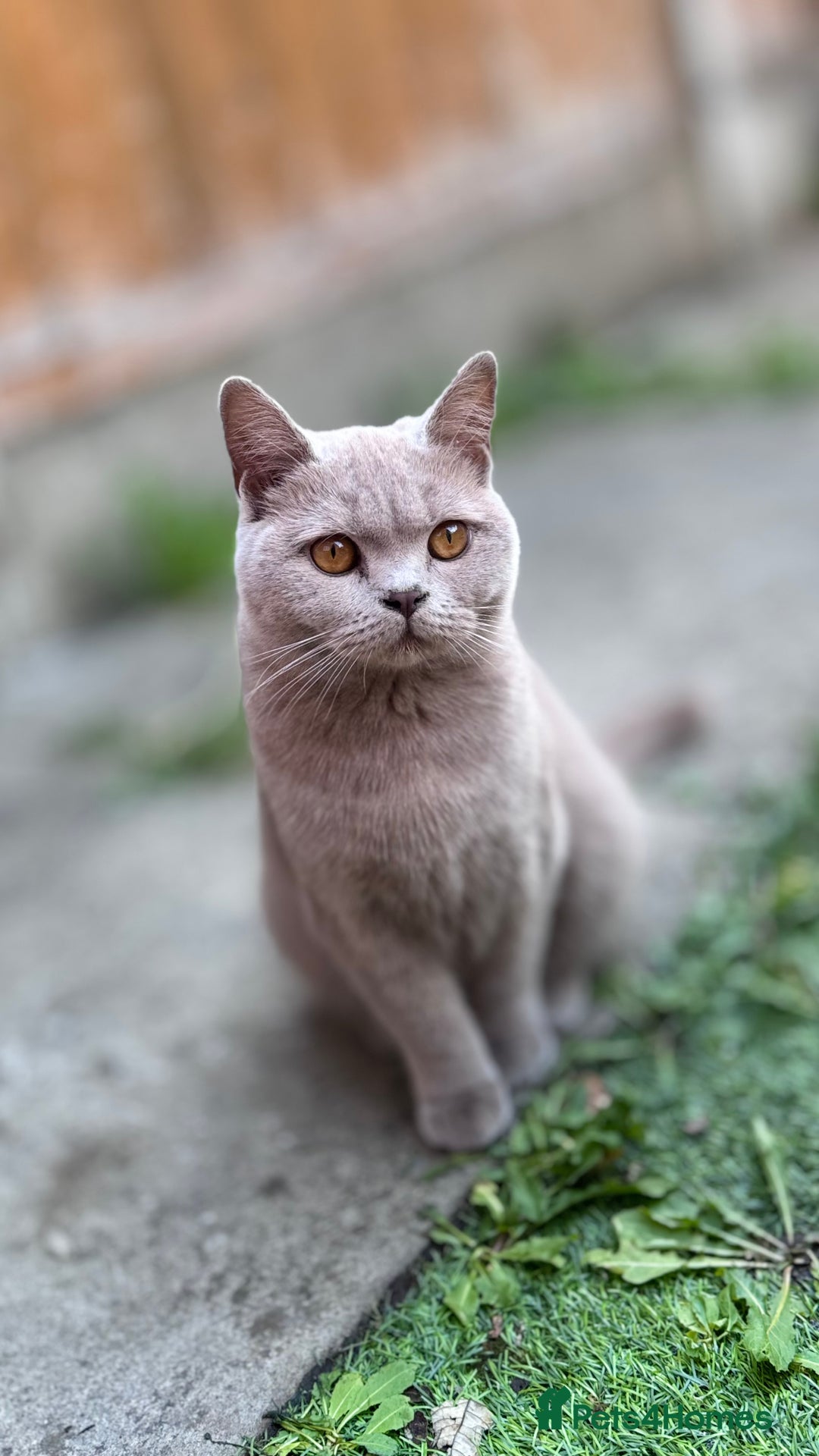 British Shorthair cats for sale: Beautiful GCCF Registered BSH Kittens - Ready Now - Image 14
