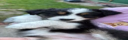Australian Shepherd dogs for sale: The last beautiful female Australian Shepherd in Poole - Advert 12
