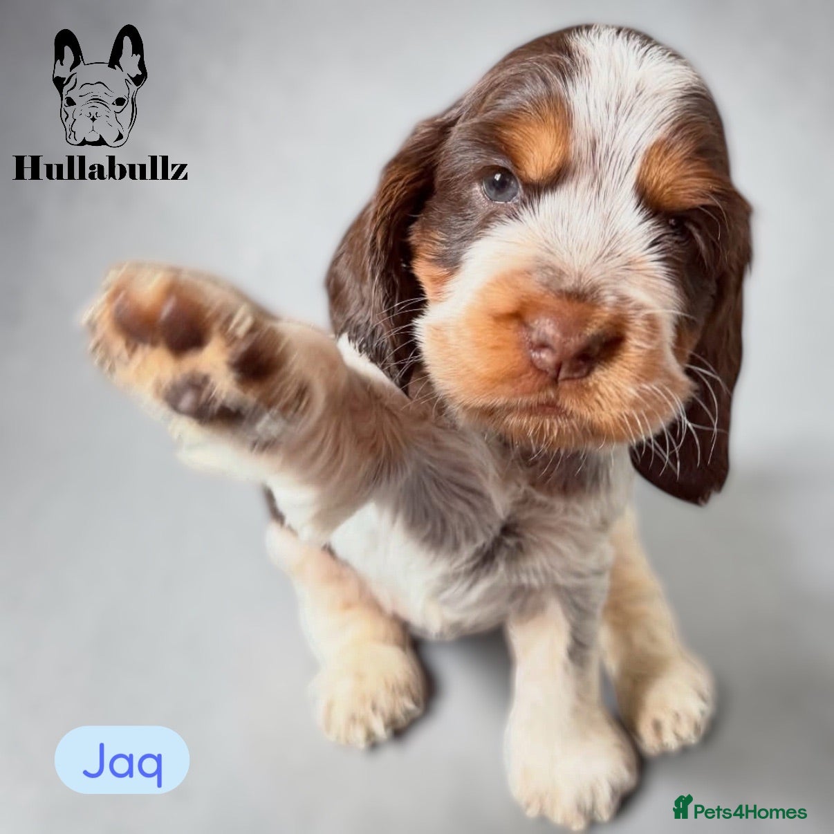 Cocker Spaniel dogs Health tested Roan Cocker Spaniels  - Advert 2